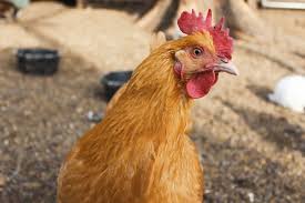 Flocks of chickens are popping up in urban backyards all across the country. Raising Chickens 101 A Beginner S Guide To Chickens The Old Farmer S Almanac