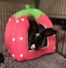 There's enough space inside even if your rabbit is quite large in size. Where Do Rabbits Sleep Top 3 Rabbit Bedding And Bunny Sleeping Faq