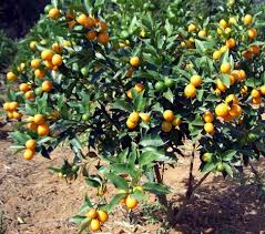 Some cultivars of the mandarin lime tree are thorny, with all having smallish fruit of orange to reddish color, pitted loose skin and an oily, limey flavored juice. Nobis Tangerine Mandarin Citrus Tangerina Fruit Tree Seedlings Buy Nobis Tangerine Fruit Seedlings Citrus Tangerina Trees Mandarin Orange Tree Seedlings Product On Alibaba Com