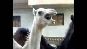 Camel sounds like saint peter griffin not clickbait. Camel Laughs Like Peter Griffin Family Guy Youtube