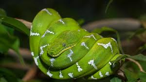 Maybe you would like to learn more about one of these? Boa San Diego Zoo Animals Plants