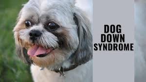 Recently i learned that there are animals with down syndrome. Can Dogs Have Down Syndrome Facts On Dog Down Syndrome Petmoo
