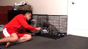 Why it happens and how to help. Help Stop Puppy Cry Or Bark In Crate At Night Puppy Crate Training Youtube