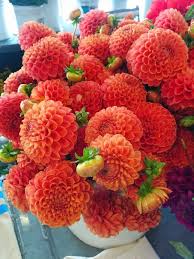 Pike place market flowers prices. Perfect Round Orange Dahlias From Seattle S Pike Place Market Beautiful Flowers Amazing Flowers Orange Dahlia