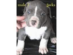 Crump's bullies produces only the most stunning xl american bully puppies for sale. American Pit Bull Terrier Puppies In Illinois