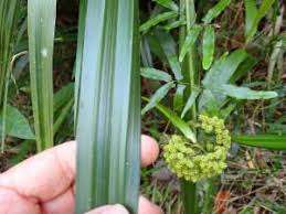 Image result for Hypolytrum