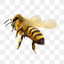 Ruchnoj Png Vektory Psd I Png Dlya Besplatnoj Zagruzki Pngtree Cartoon Bee Bee Honey Bee Cartoon