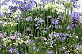 Image result for Agapanthus africanus