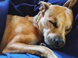 Without getting too nerdy on you, in order for the body to properly develop, it needs a high supply of oxygen. Dog Breathing Fast While Sleeping Should You Be Concerned Dog Leash Pro