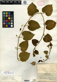 Image result for Aristolochia zenkeri