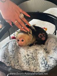 Capuchin monkeyboo takes a hot relaxing bath! Monkeys For Sale