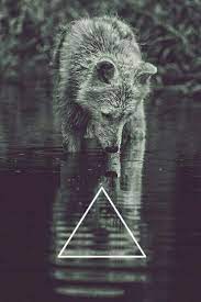 Fondos De Pantalla De Lobos Para Celular Fotos De Lobo Fondos De Pantalla Tumblr Lobos