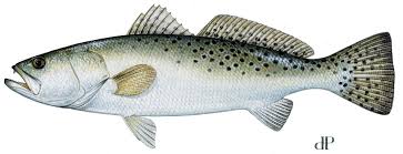 Spotted Seatrout Or Speckled Trout Mississippi Saltwater