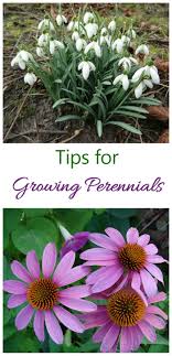 The lavender spikes don't look like much, but bees love them. Growing Perennials How To Grow Perennial Plants The Gardening Cook