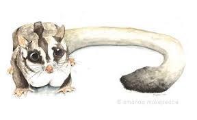 We did not find results for: Sugar Glider Sugar Glider Cute Animal Drawings Animal Drawings