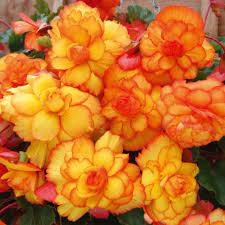 Begonias Tuber For The Front Porch For Sure Fine With Partial Shade Flower Pictures Bulb Flowers Begonia