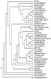 Image result for Anthericopsis
