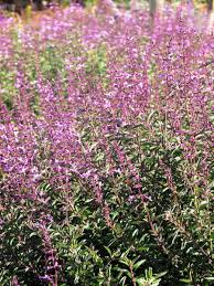 Image result for Syncolostemon