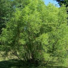 Image result for Salix