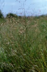 Image result for Eragrostis tenuifolia