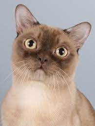 C Breeds Of Cats Burmese Cat Cat Breeds Burmilla Cat