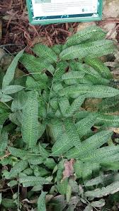 Image result for Coniogramme