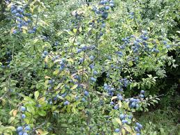 Schlehenwein Plants Garden Inspiration