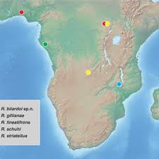 Image result for Diaphananthe sarcophylla