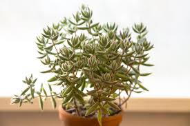 Image result for Crassula rhodesica