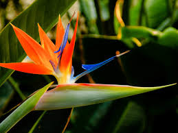 Cactus like a cat with little bird. Strelitzia Reginae Bird Of Paradise Flower World Of Flowering Plants