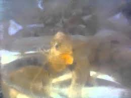 3 types of kooran map. Fishes Kooran Kerala Aqua Culture By Muhammad Kavunthara Youtube