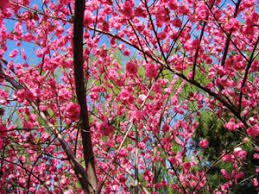 704 x 1024 jpeg 85 кб. Double Red Flowering Peach Tree Willis Orchards