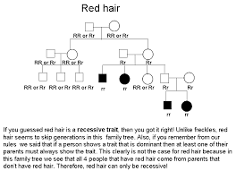 dominant and recessive genes chart hair color dominant or