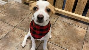 Fundraiser for Dulce Baptista by Nicole de Raucourt : Archie's Cancer  Treatment