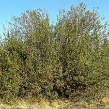 Image result for Maerua salicifolia