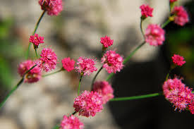 Image result for Eriospermum roseum