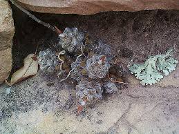 Image result for Anacampseros subnuda