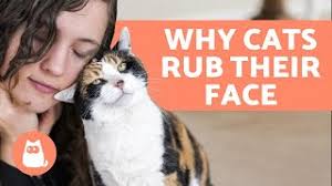 A brush passed an unassuming leg by your loving cat. Why Does My Cat Rub His Face On My Face Answers Here Youtube