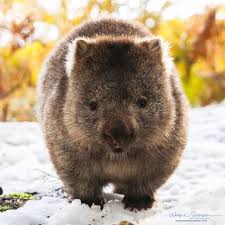 Mirkokosmos Wombats In Snow Cradle Mountain Wombat10 Cute Wombat Cute Animals Australia Animals