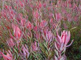 Proteaceae Leucadendron Red Countess Mass Planting Protea Plant Plants Australian Trees