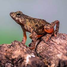 Gefallt 103 Mal 1 Kommentare Lessy Sebastian Skola Macro Lessysebastian Auf Instagram Leptophryne Borbonica Katak Yang Sangat Kecil Ini Memiliki Ukuran