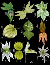 Image result for Acalypha caperonioides