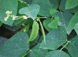 Download scientific diagram | a. Growing Lima Beans In Your Vegetable Garden