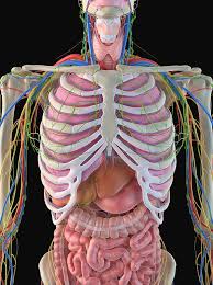 Smartdraw includes 1000s of professional healthcare and anatomy chart templates that you can modify and make your own. Human Ribcage And Organs Photograph By Sciepro