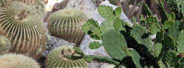 Les cactus envahissent nos intérieurs sous toutes leurs formes : Faire Un Jardin De Cactus Exemple