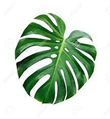 Inspirational designs, illustrations, and graphic elements from the world's best designers. Monstera Deliciosa Tropical Leaf Isolated On White Background With Clipping Path Stock Photo Picture And Royalty Free Image Image 98431545