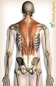 While pulling an upper back muscle is less common than pulling a muscle in your lower back, it can still have a detrimental impact on your life. Muscle Injury Of The Upper Back Physio Check