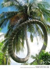 Widely planted throughout the tropics. Pin By Liz Van Der Bliek On Nemoral Weird Trees Unique Trees Nature Tree