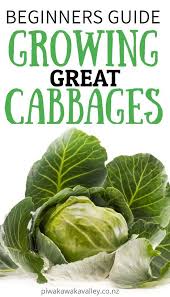 A Beginner S Guide To Growing Cabbage In The Vegetable Garden Growing Cabbage Cabbage Cheap Raised Garden Beds