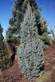 Maybe you would like to learn more about one of these? Picea Pungens Fastigiata Landscape Plants Oregon State University